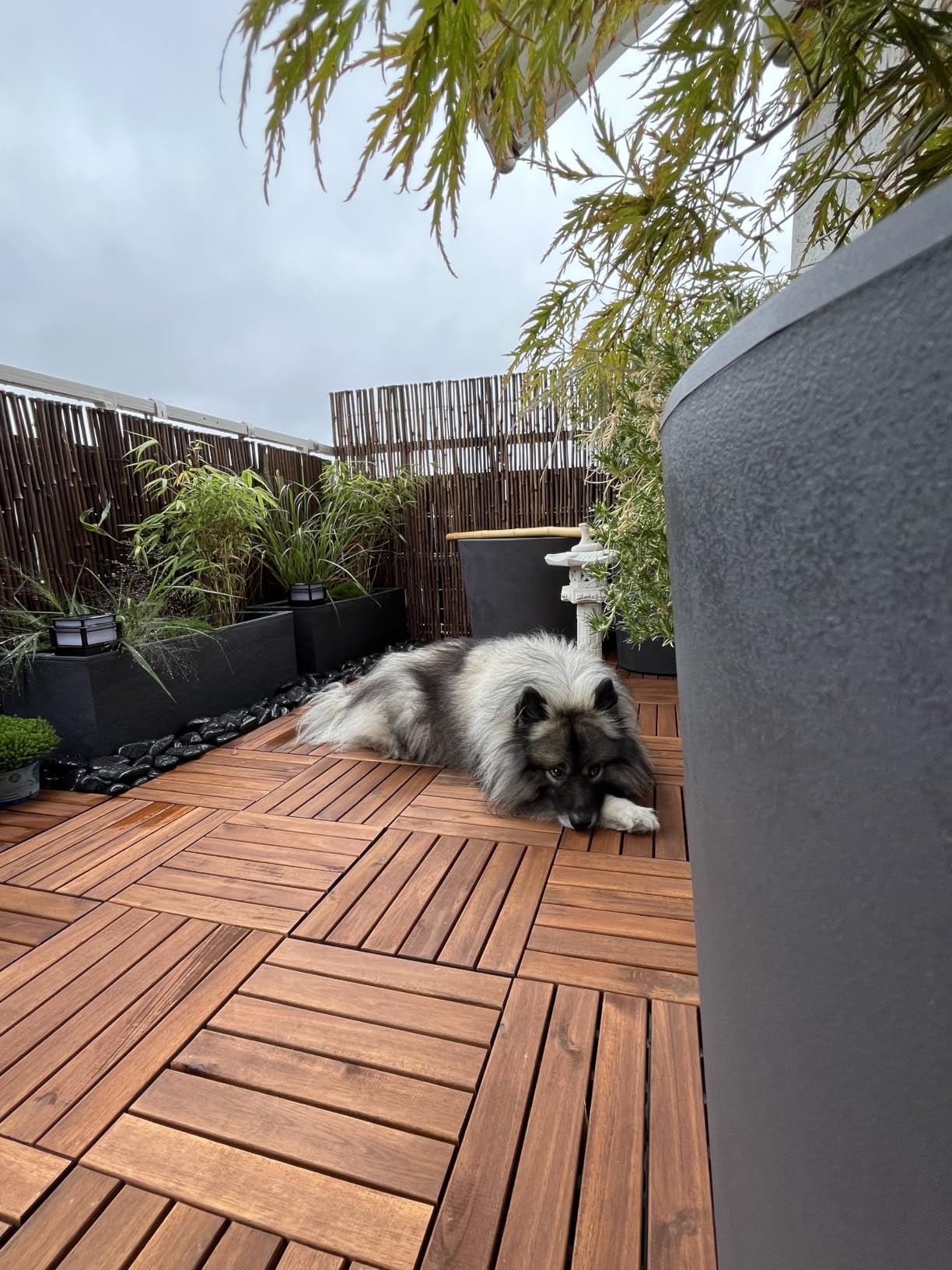 Sol Royal B23 Bambus Sichtschutzzaun 150x250 cm dunkelbraun witterungsbeständig
