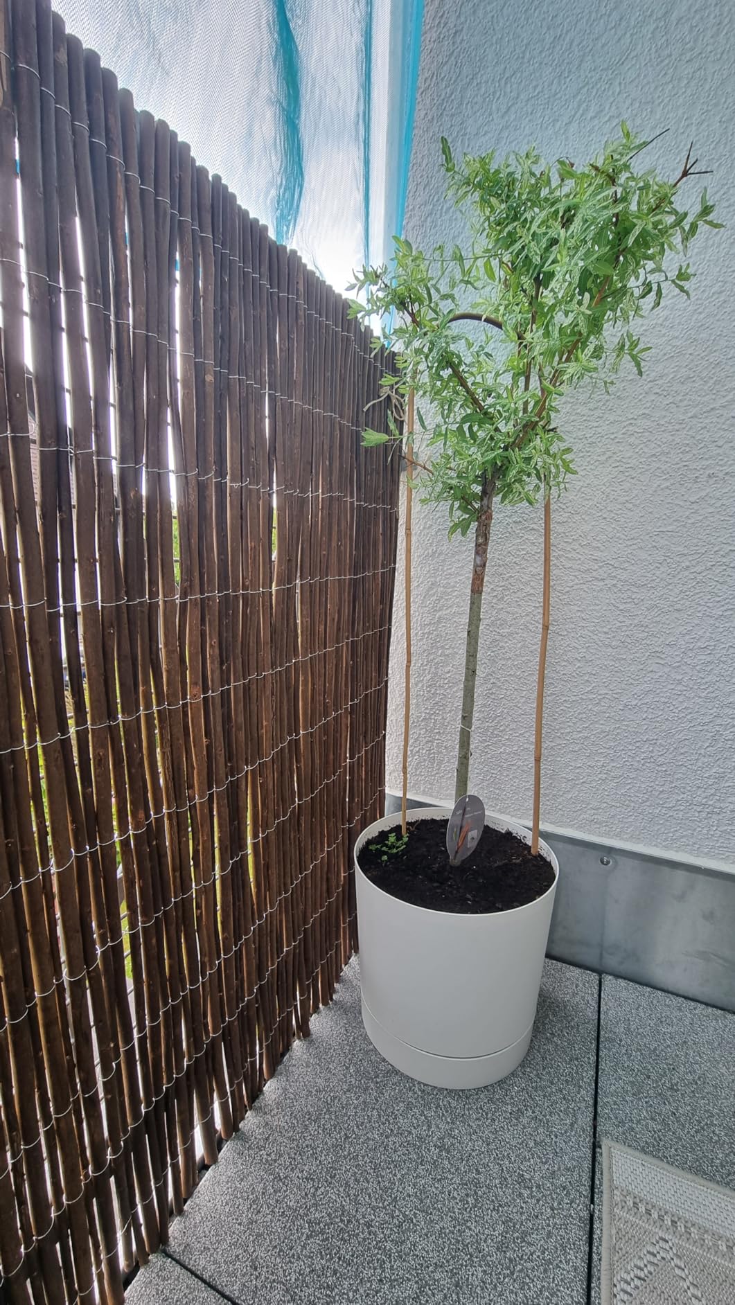 Sol Royal W79 Weidenmatte 300x90 cm Naturweide